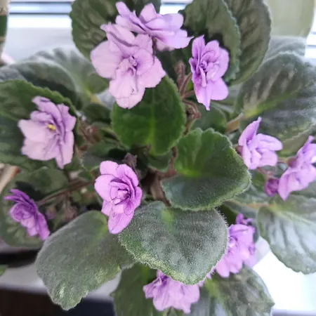 Family Dorobok Casa de hóspedes *