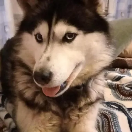 Casa de hóspedes Family Dorobok