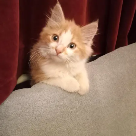 Family Dorobok Affittacamere Leopoli