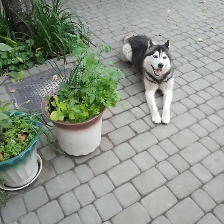 Family Dorobok Leópolis
