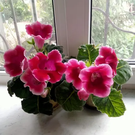 Family Dorobok Pensión *