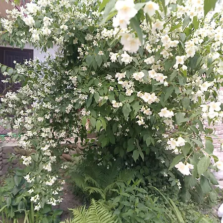 Πανσιόν Family Dorobok Λβιβ