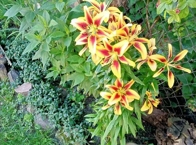 Family Dorobok Guest house *