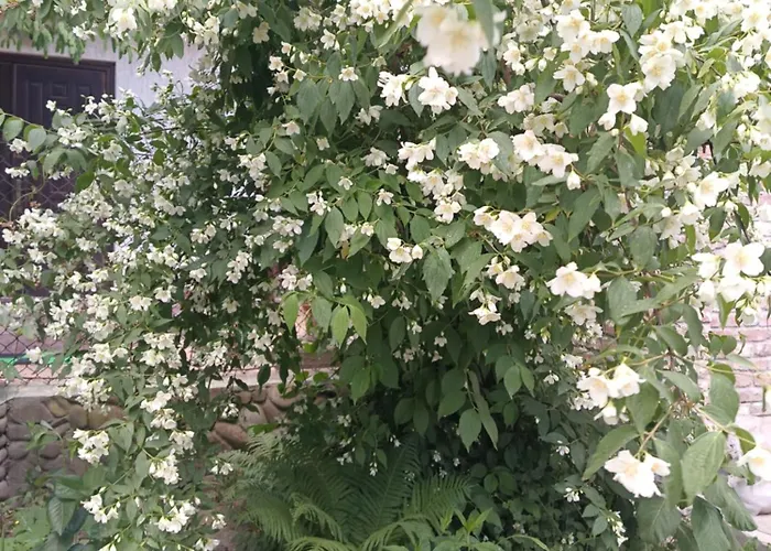 Gasthof Family Dorobok Lemberg