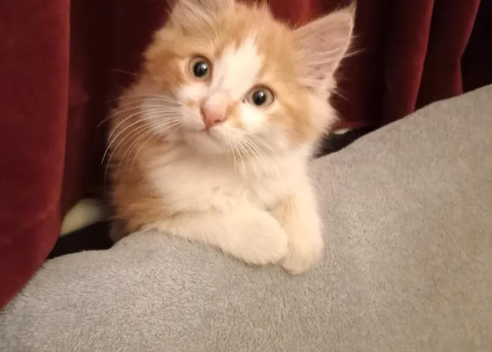 Family Dorobok Gasthof Lemberg