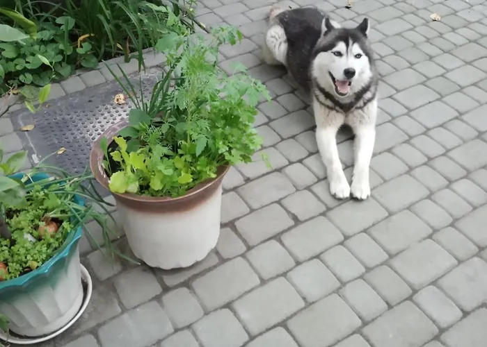 Family Dorobok Львов