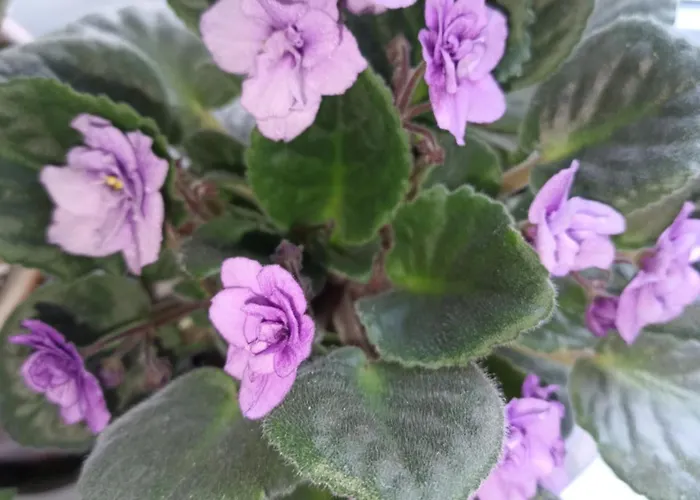 Family Dorobok Гостевой дом *