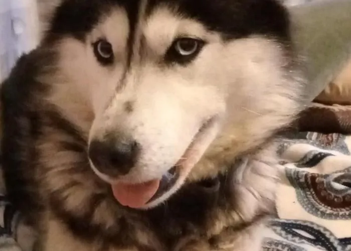 Гостевой дом Family Dorobok